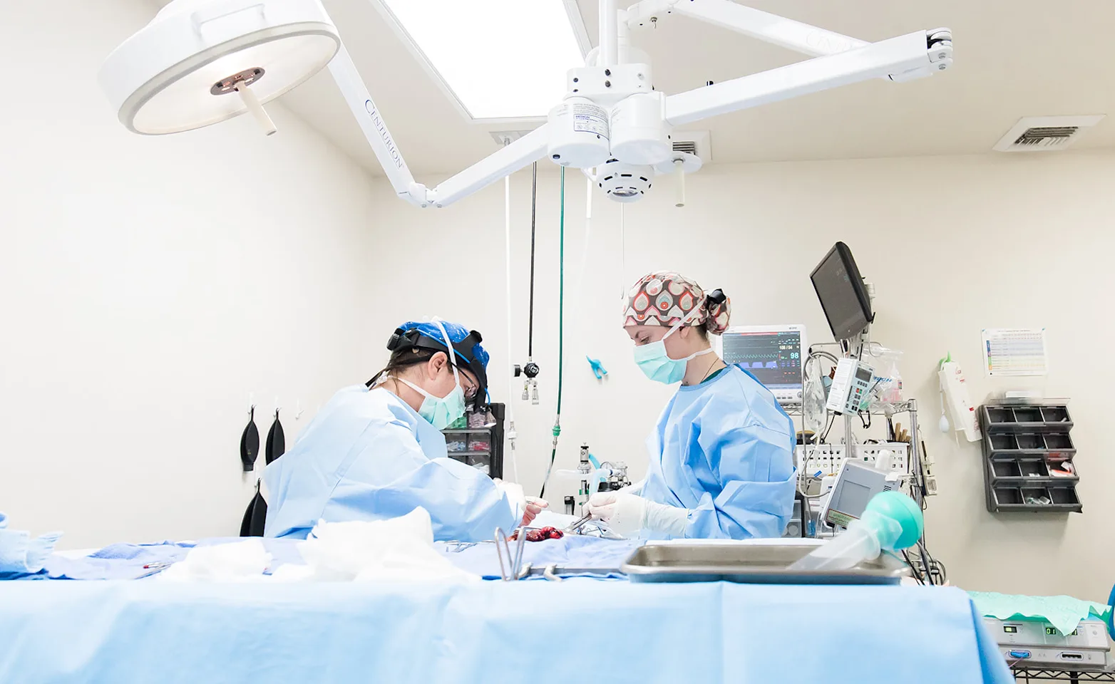 two surgeons tending to an animal on a surgery table two surgeons tending to an animal on a surgery table