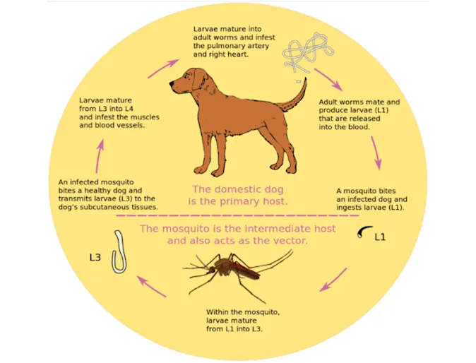 A heartworm diagram A heartworm diagram