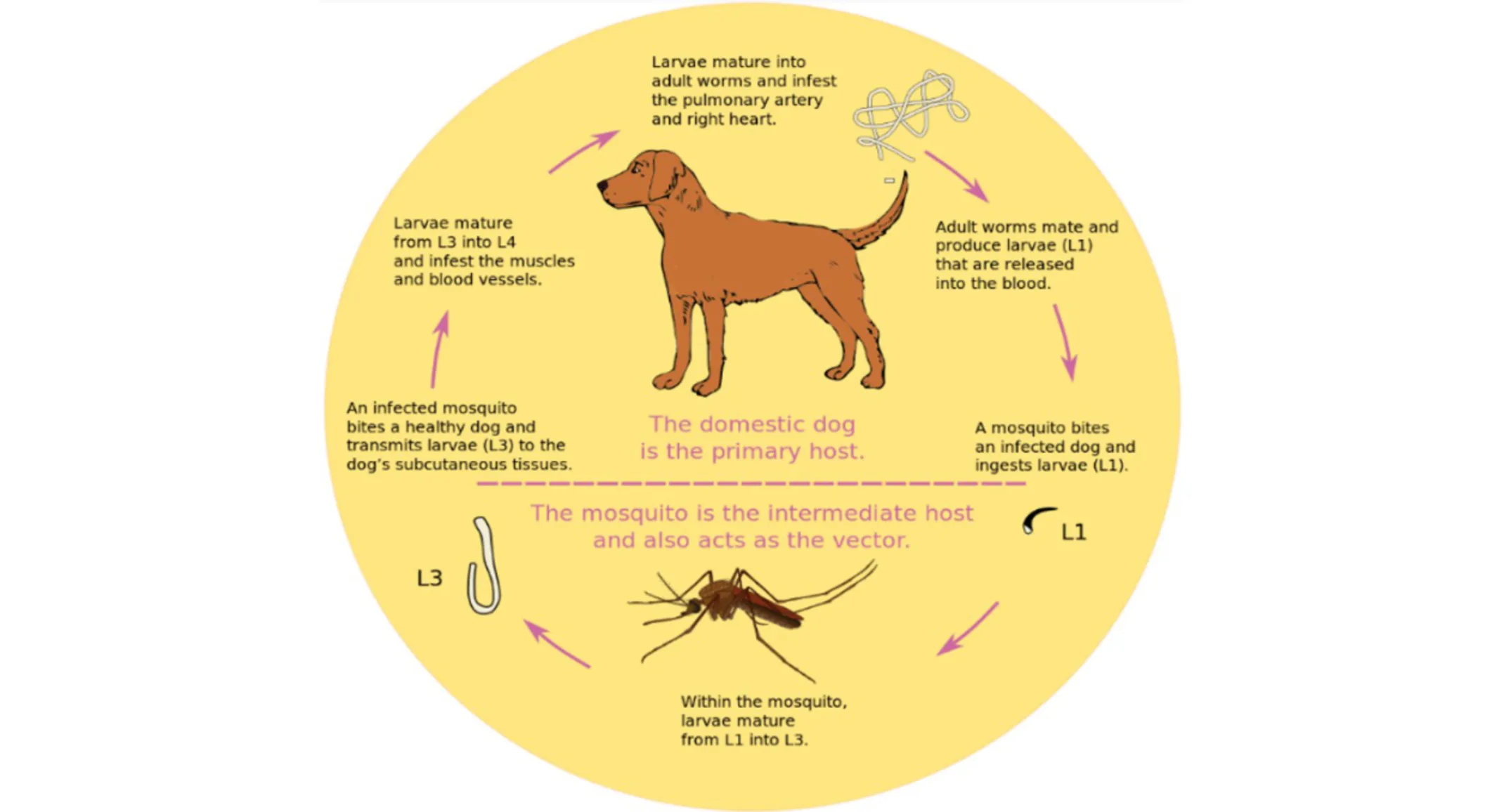 A heartworm diagram A heartworm diagram