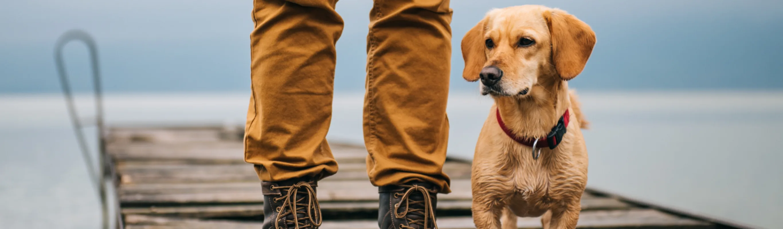 Small dog next to its owner