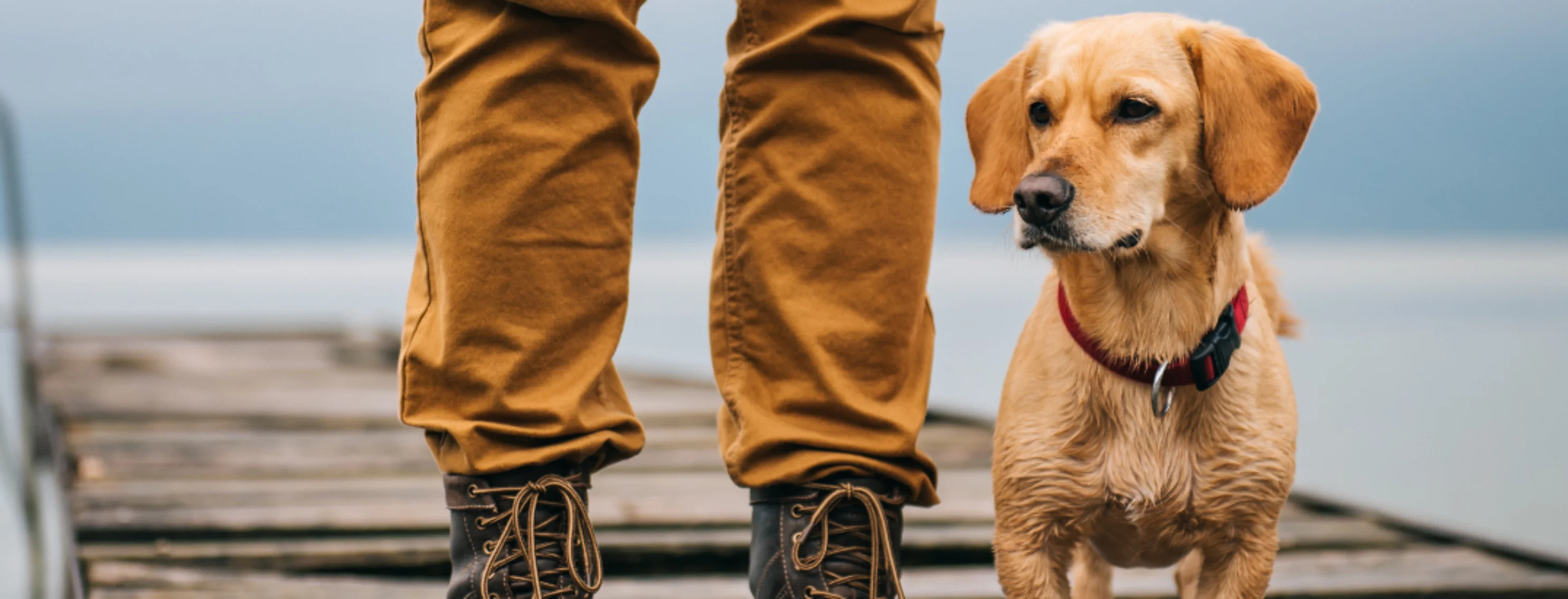 Small dog next to its owner