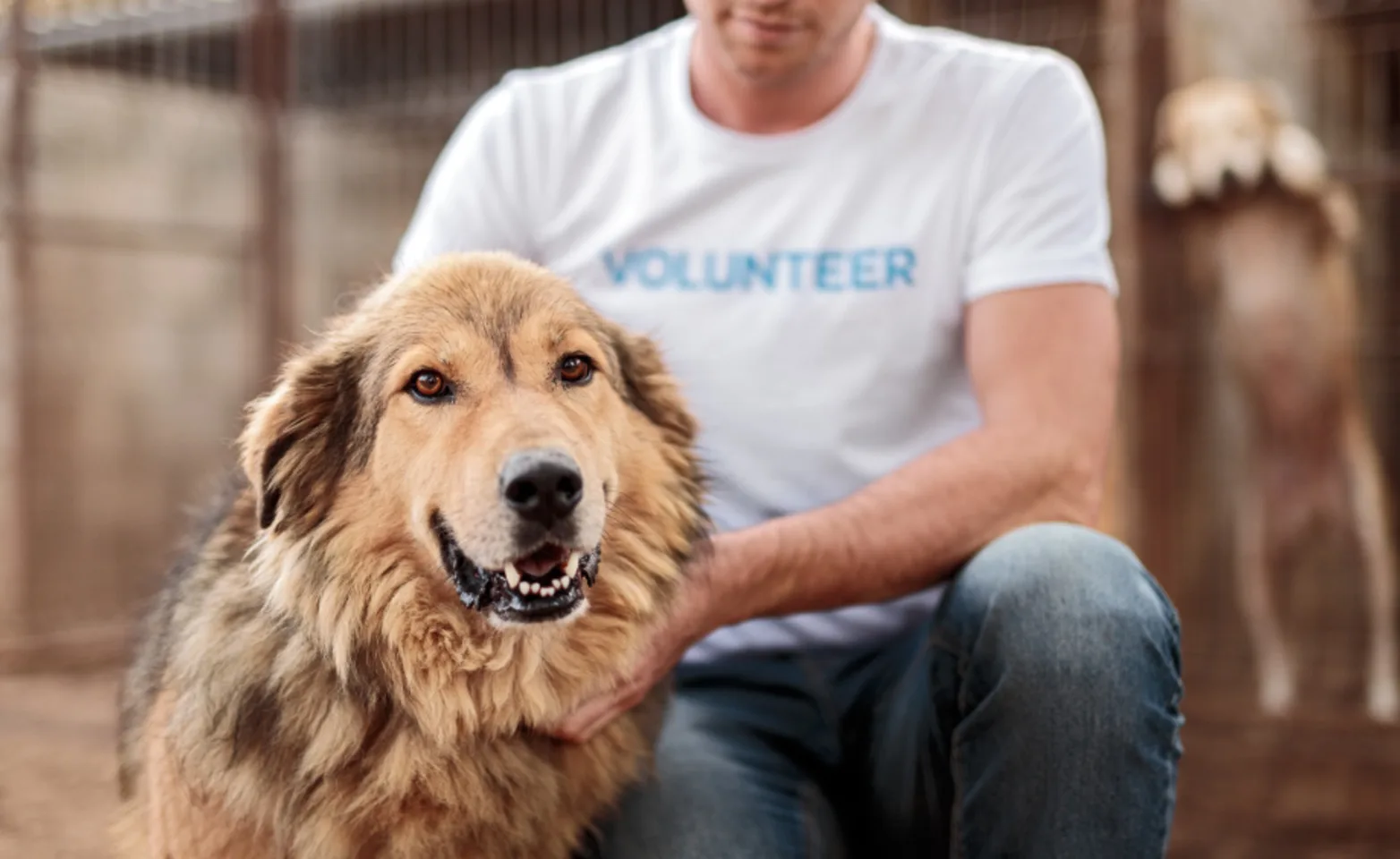 Volunteer Person with a Brown Dog Volunteer Person with a Brown Dog
