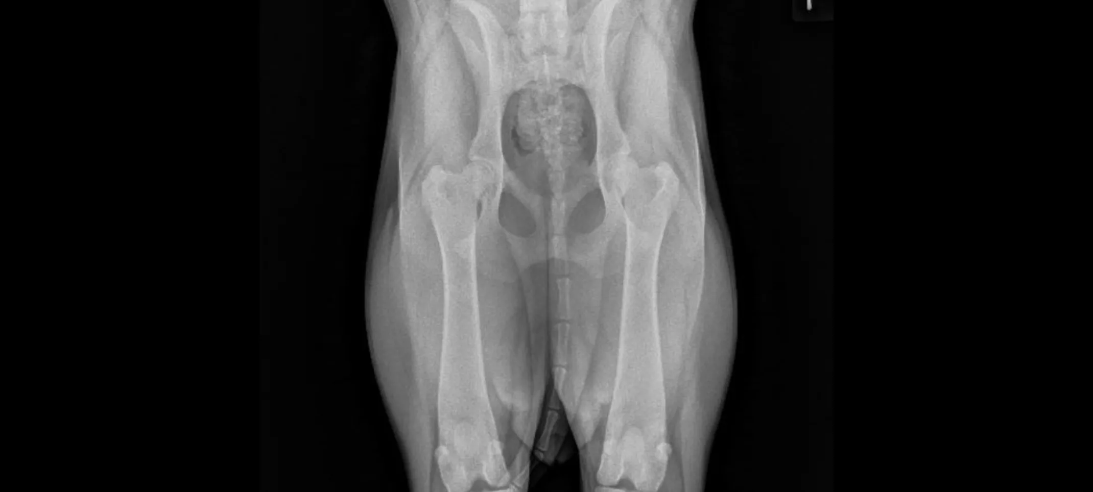 OFA - Orthopedic Foundation for Animals at Family Pet Clinic (North Richland) OFA - Orthopedic Foundation for Animals at Family Pet Clinic (North Richland)