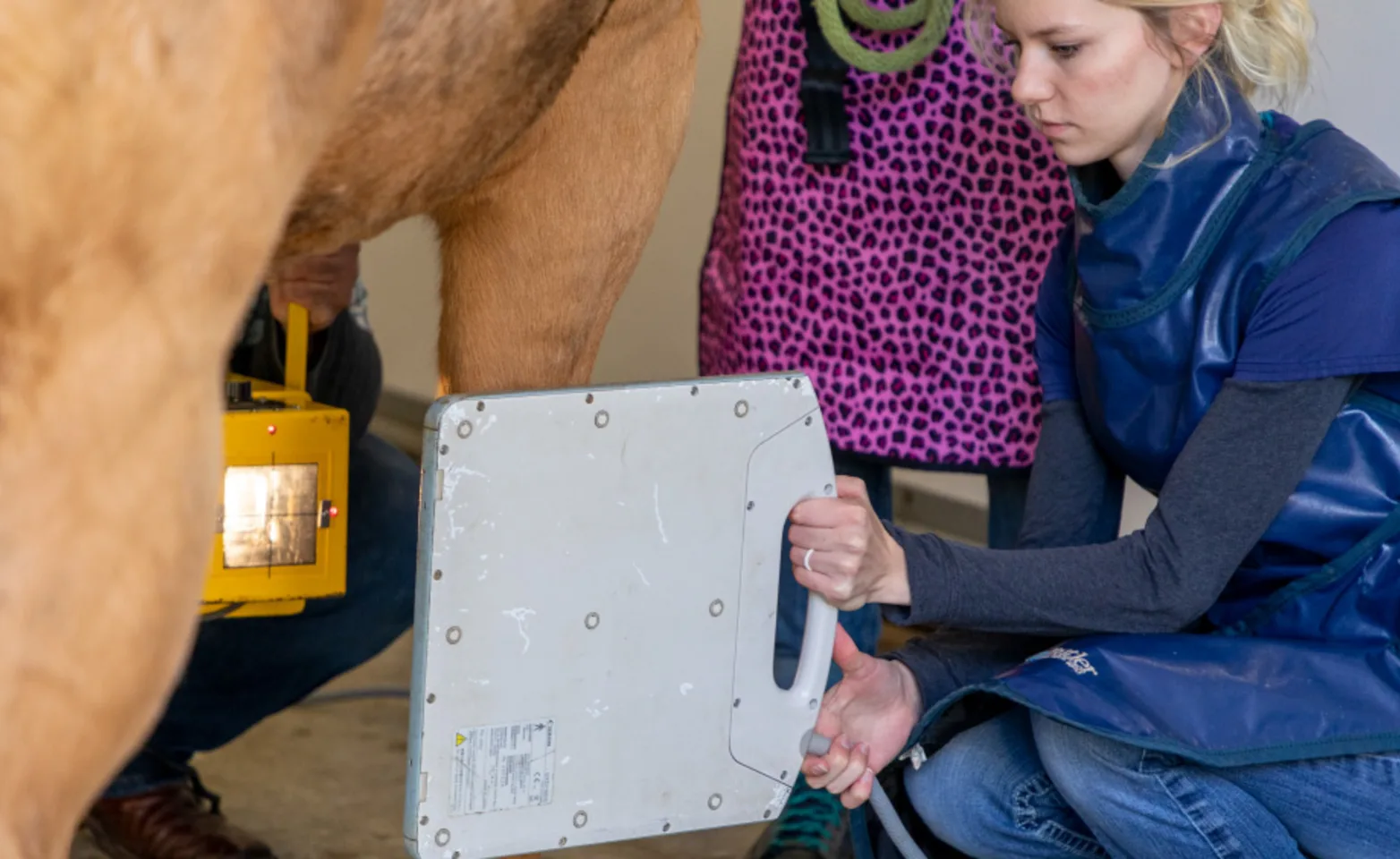 X-Rays at Clover Valley Veterinary Services