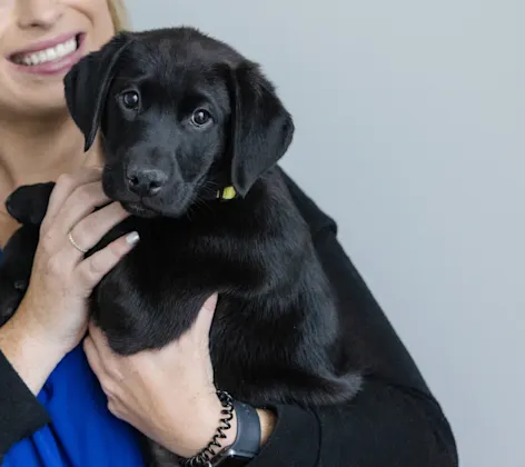 A puppy being held A puppy being held