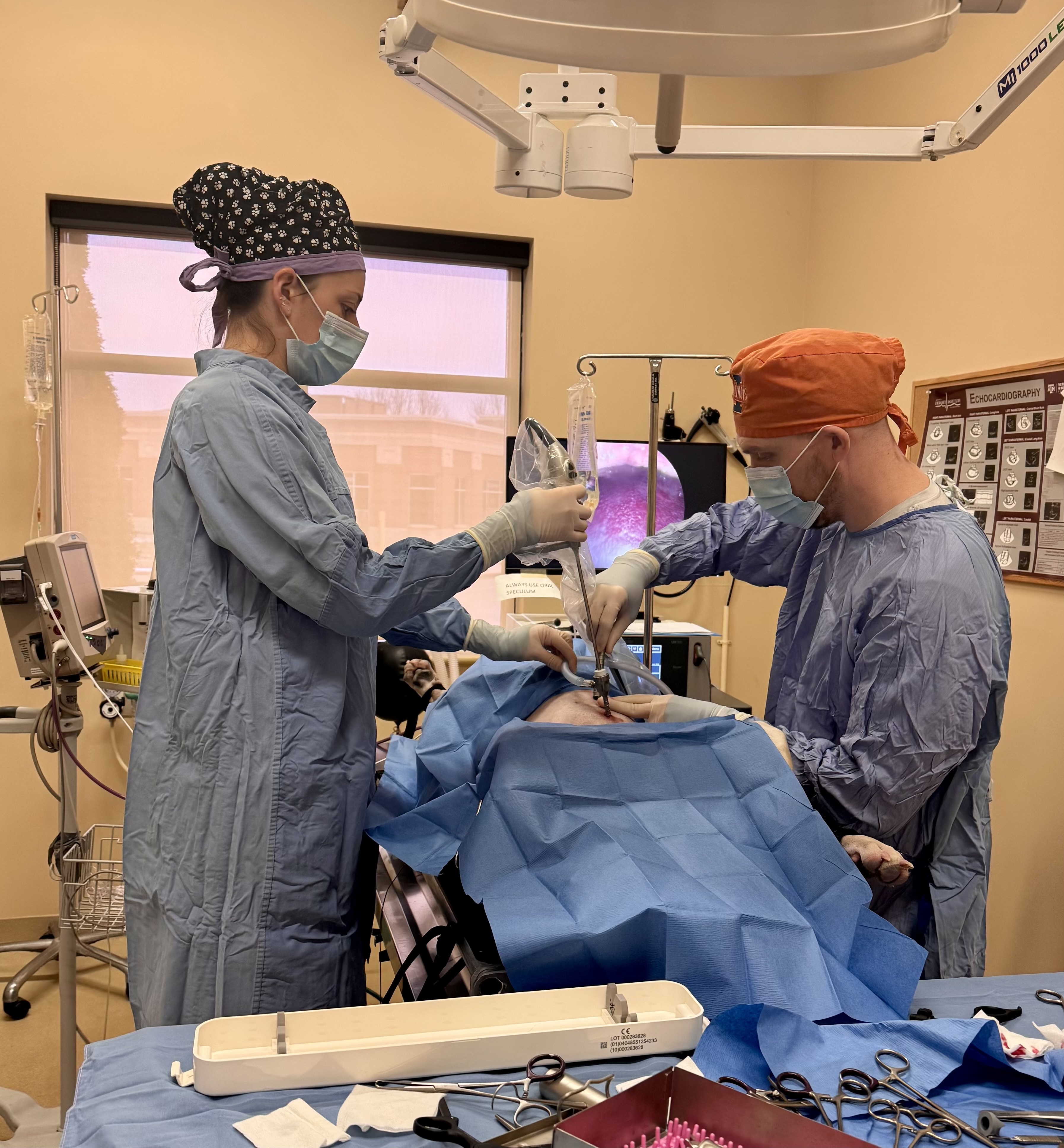 Laparoscopic Spay