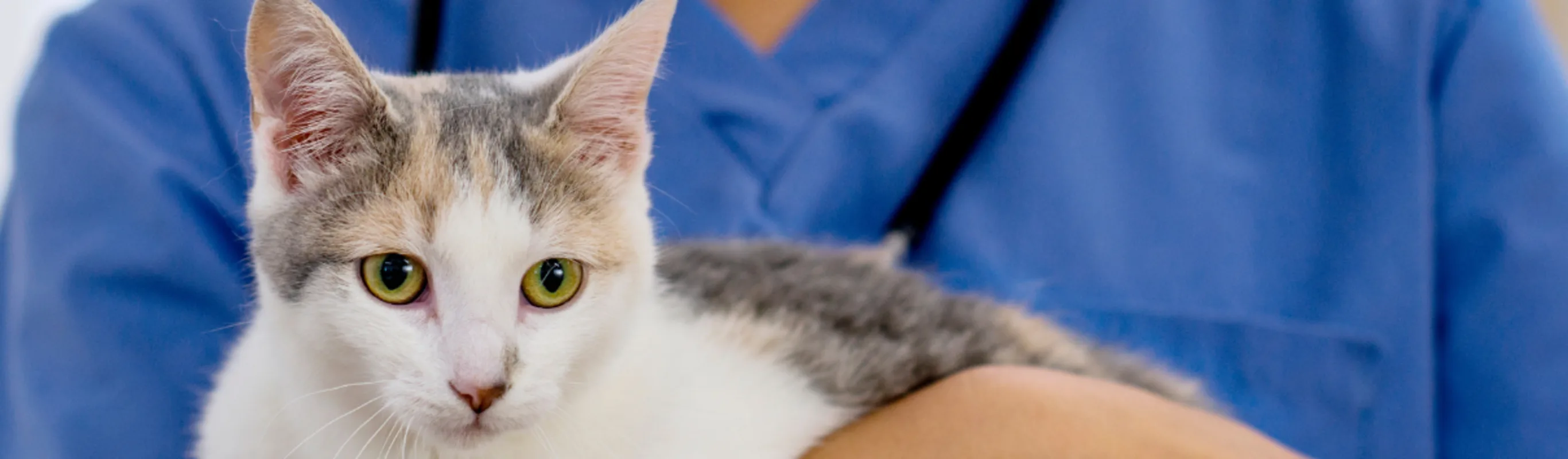 A doctor holding a white and gray cat. A doctor holding a white and gray cat.