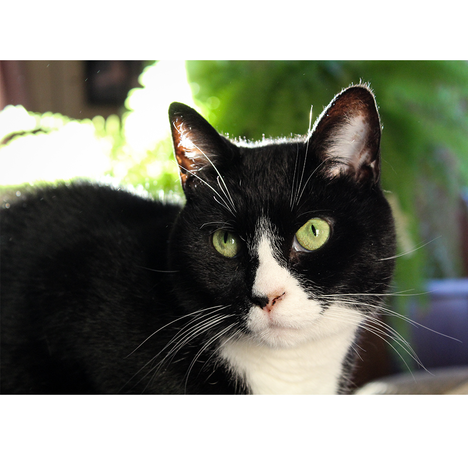 Duncan the black and white cat