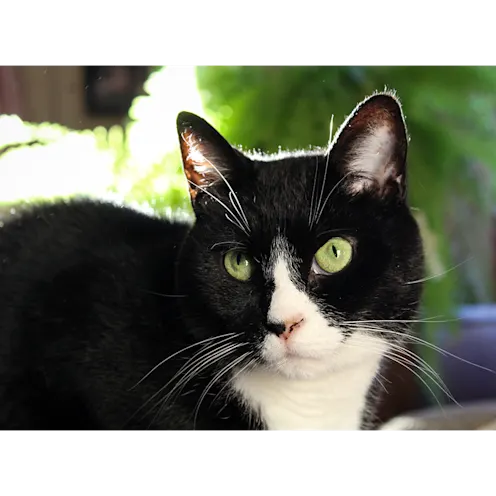 Duncan the black and white cat Duncan the black and white cat