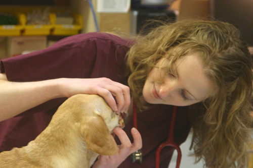 A staff member examining a dog's teeth