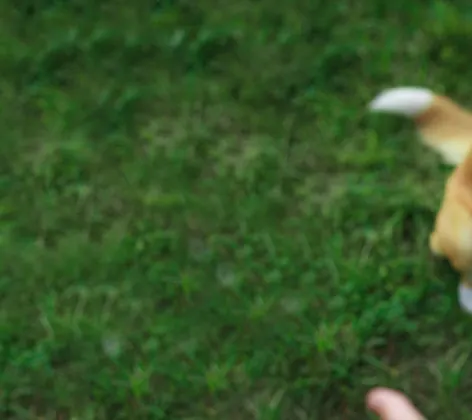 Dog shaking hands Dog shaking hands
