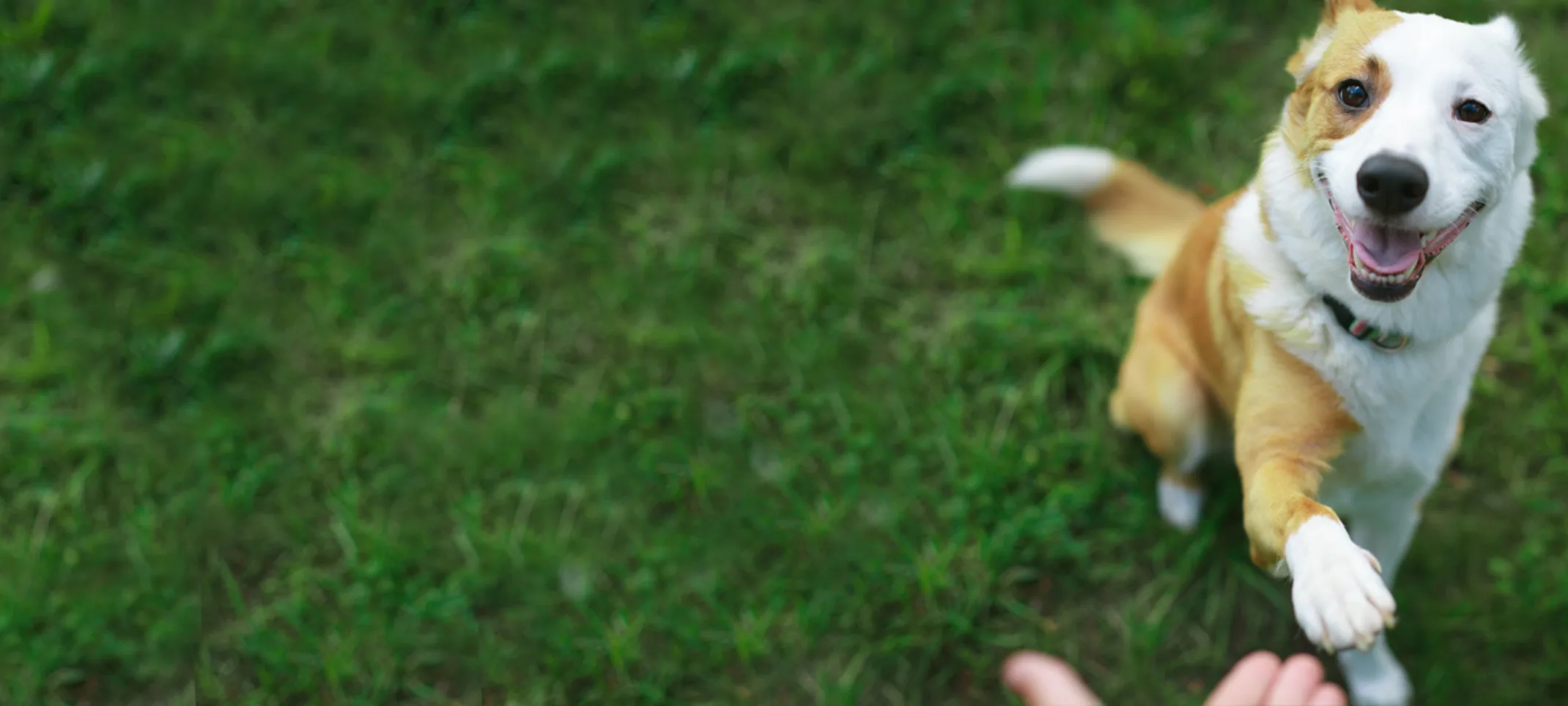 Dog shaking hands Dog shaking hands