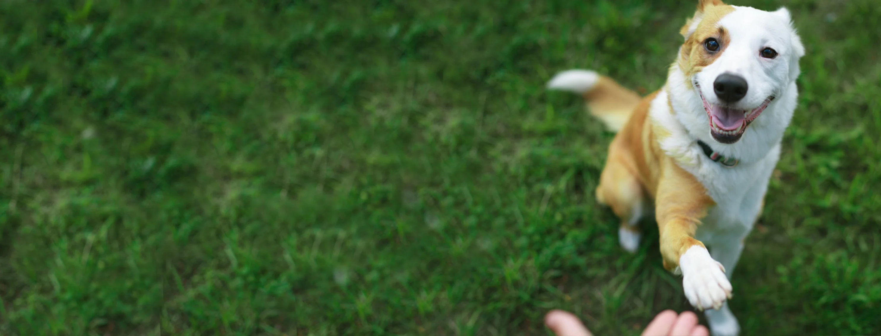 Smiling dog offering their paw. Smiling dog offering their paw.