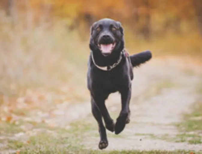 A dog running on a road A dog running on a road