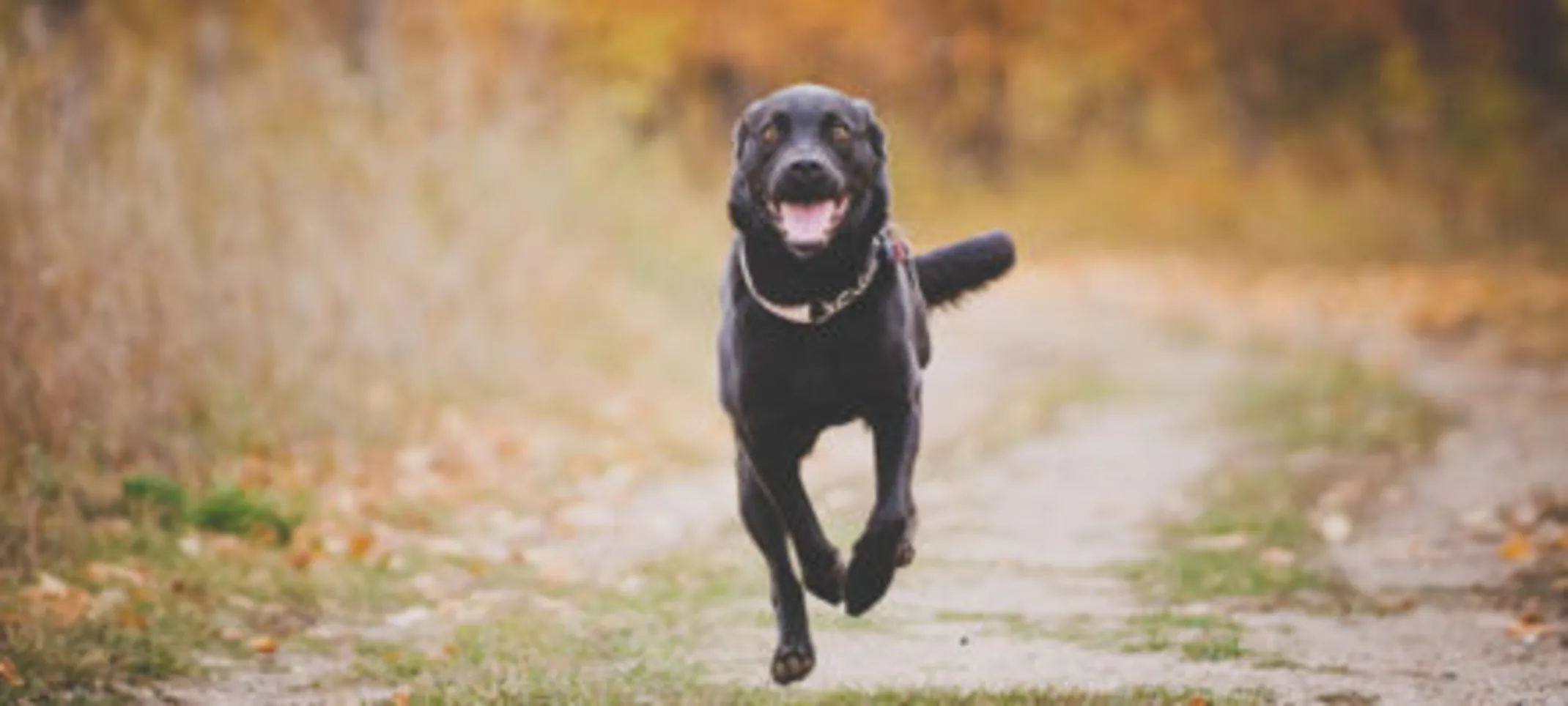 A dog running on a road A dog running on a road