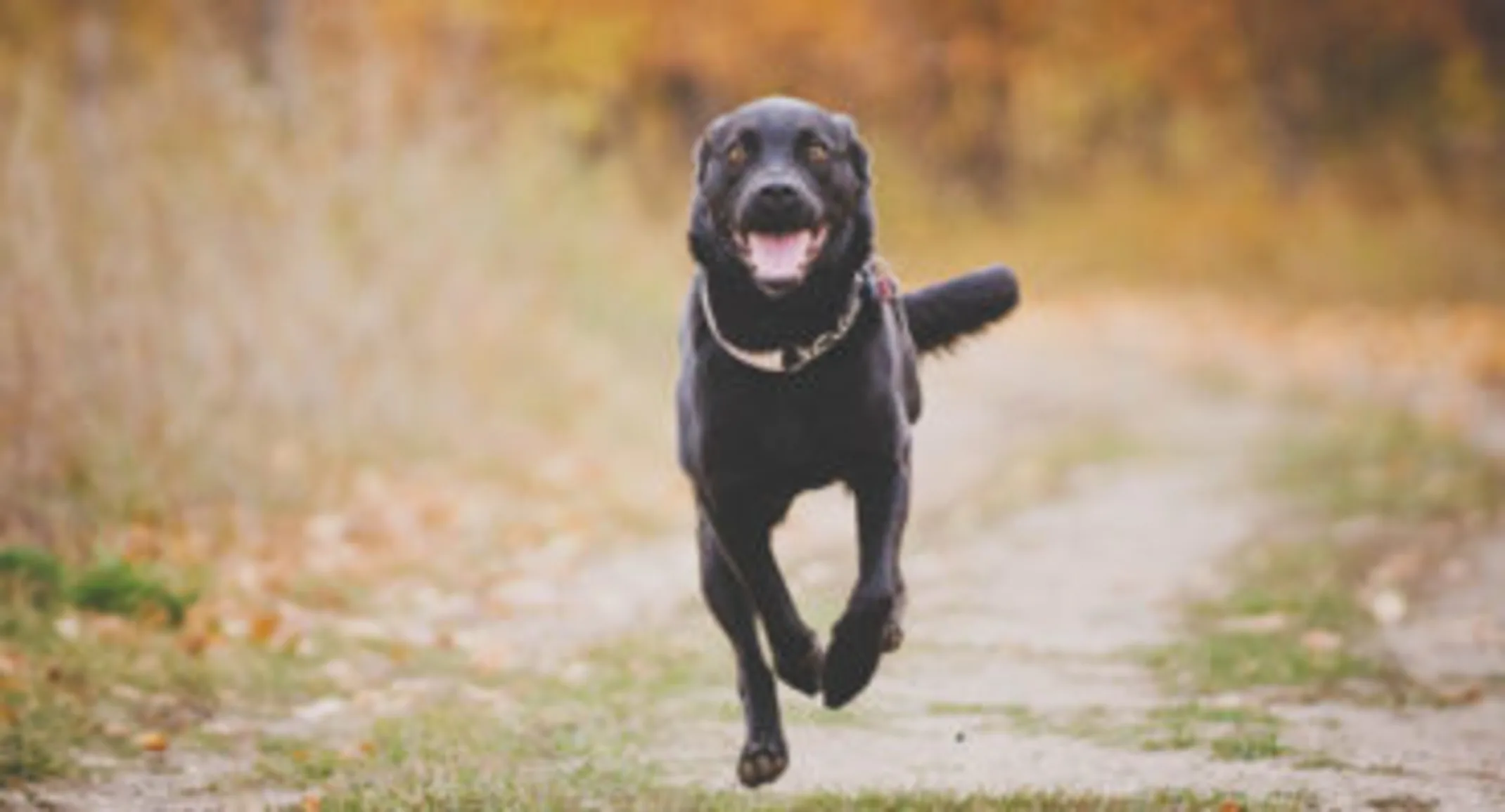 A dog running on a road A dog running on a road