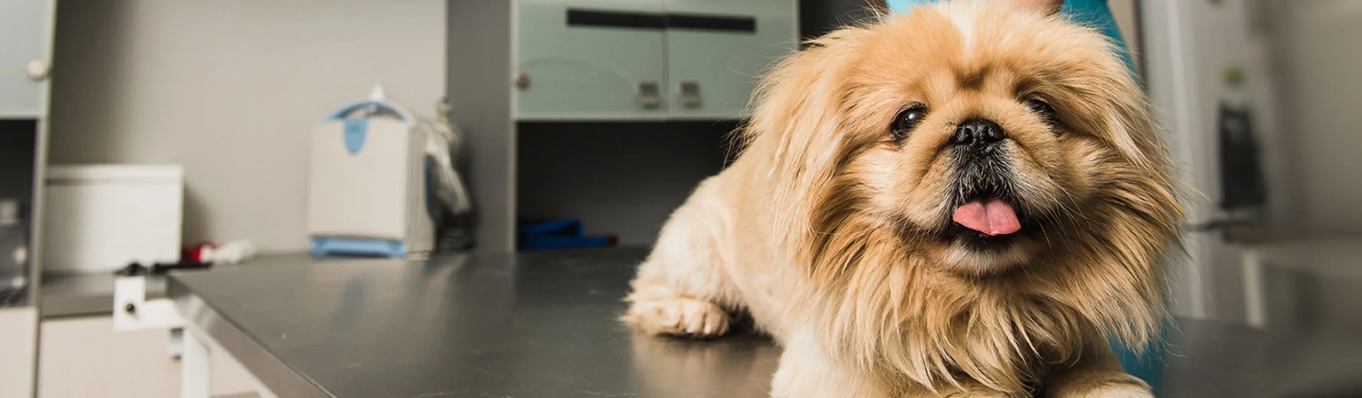 Dog sitting on a clinic exam table Dog sitting on a clinic exam table