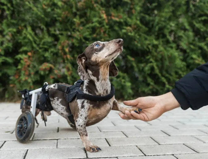Little black and gray speckled dachshund in a wheelchair with paw in human hand