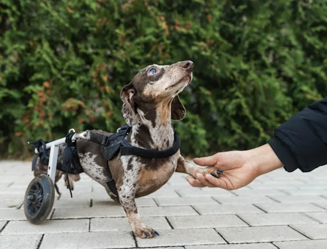 Little black and gray speckled dachshund in a wheelchair with paw in human hand Little black and gray speckled dachshund in a wheelchair with paw in human hand