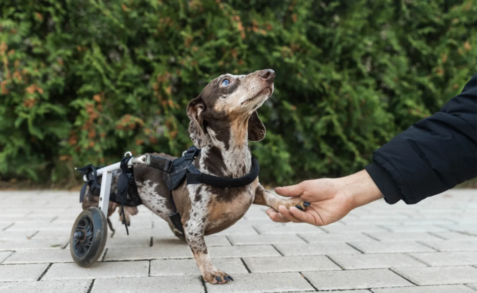 Little black and gray speckled dachshund in a wheelchair with paw in human hand