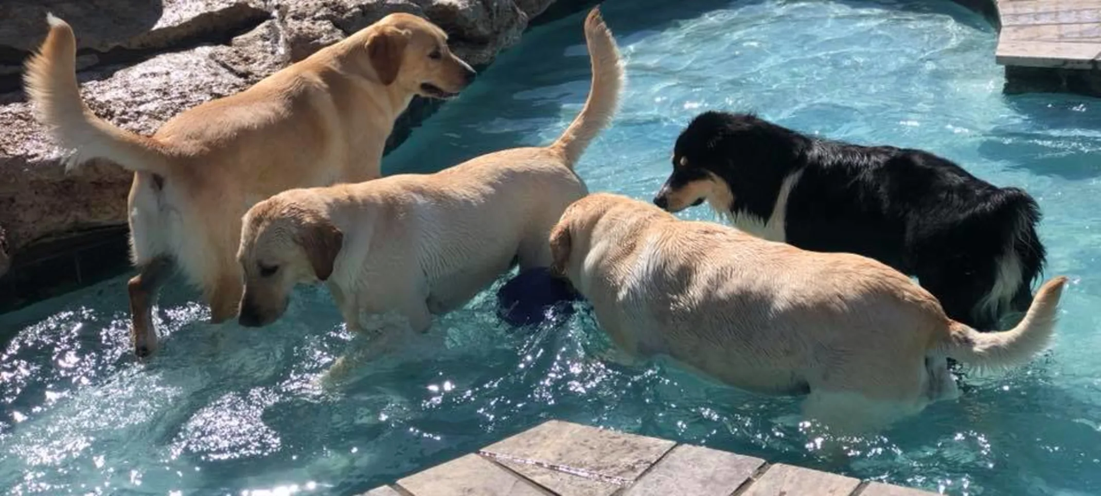 Dogs playing in pool Dogs playing in pool