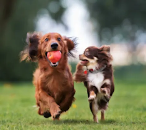 Two dogs running alongside each other in grass Two dogs running alongside each other in grass