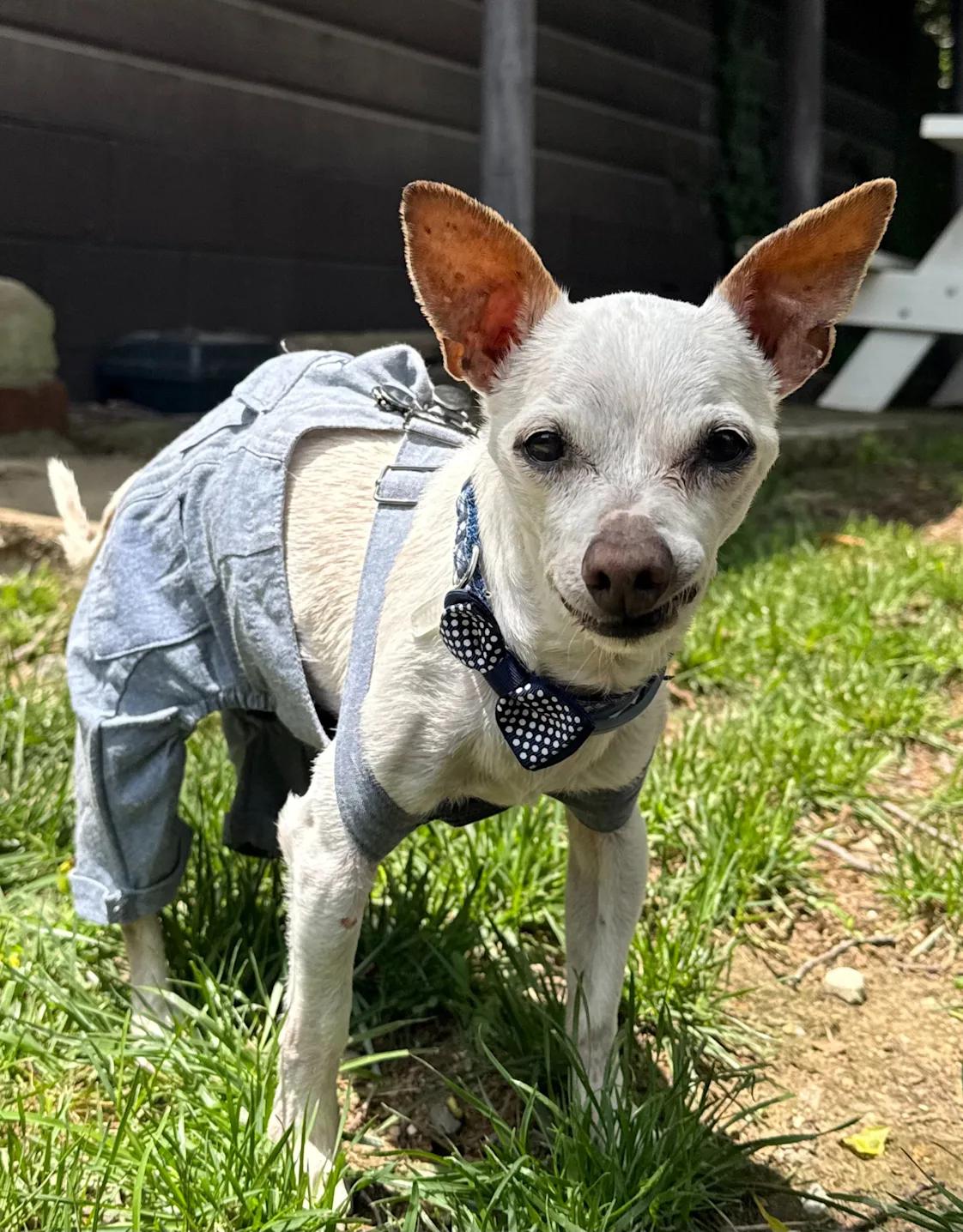 Chico Chico