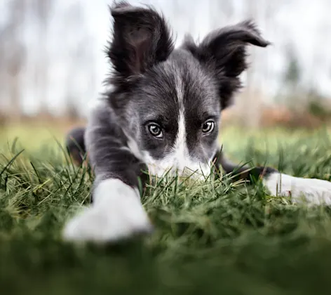 Black and White Puppy has their nose in a grassy field looking at the camera. Black and White Puppy has their nose in a grassy field looking at the camera.