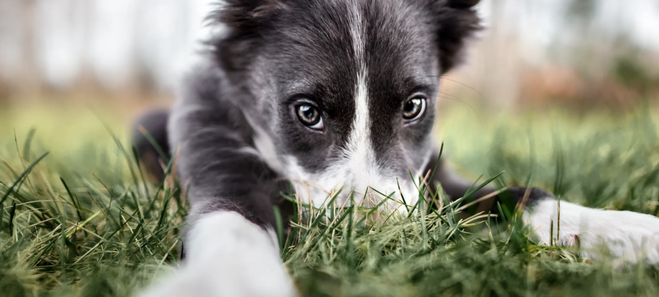 Black and White Puppy has their nose in a grassy field looking at the camera. Black and White Puppy has their nose in a grassy field looking at the camera.