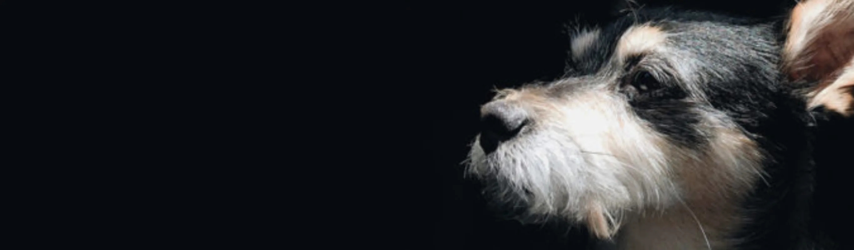 A dog in a black background. A dog in a black background.