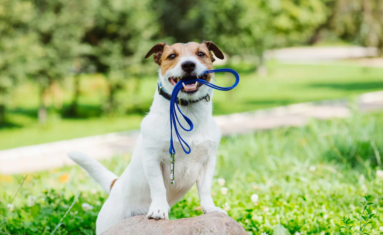 Happy dog holding its leash with its mouth