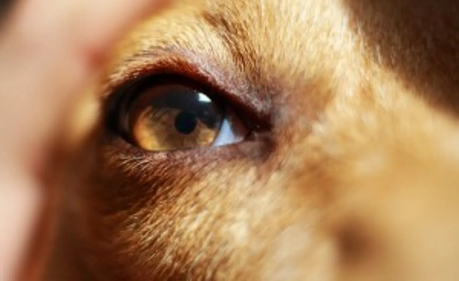 close-up of a dog's eye