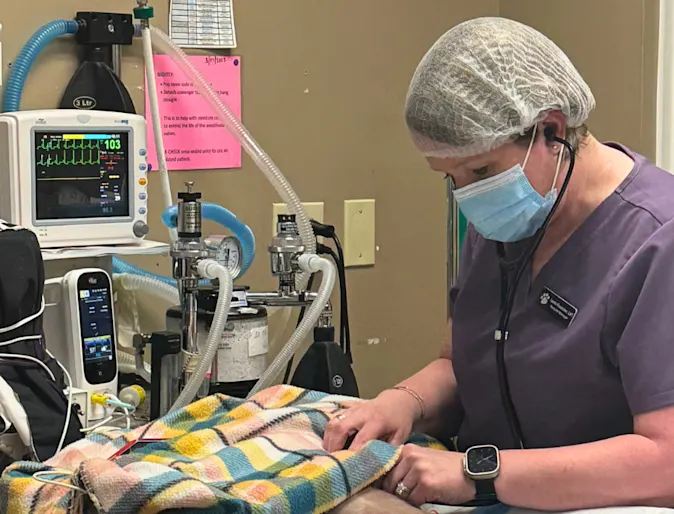 Meet Jamie Rauscher: Past President of NAVTA, NVA Hospital Manager and JV Partner Meet Jamie Rauscher: Past President of NAVTA, NVA Hospital Manager and JV Partner