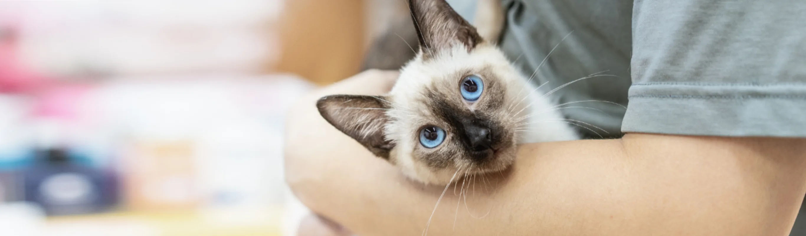 Veterinarian Holding a White Cat with Blue Eyes