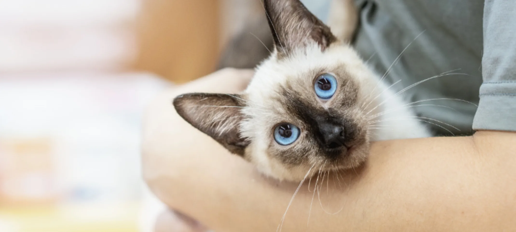 Veterinarian Holding a White Cat with Blue Eyes Veterinarian Holding a White Cat with Blue Eyes