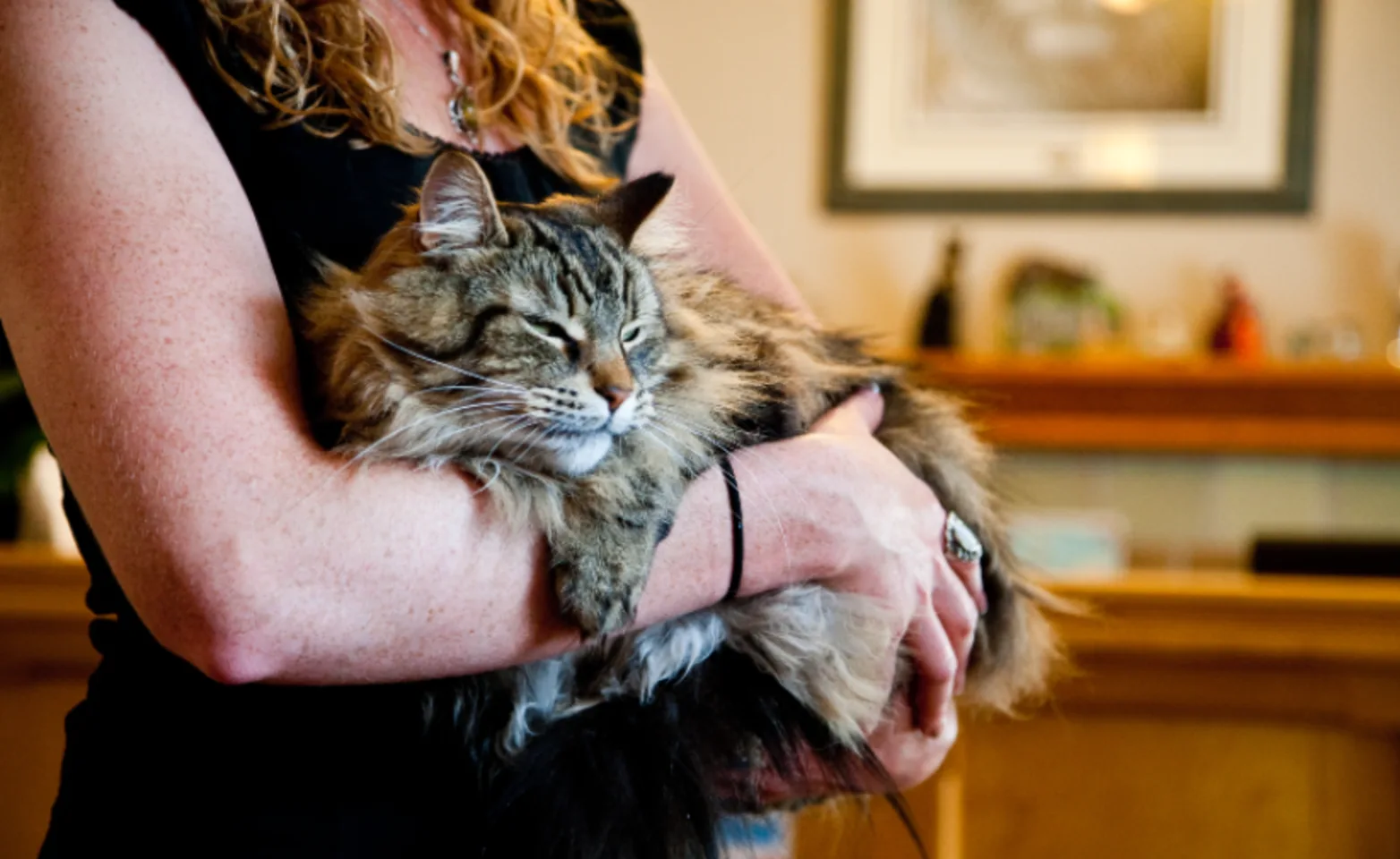 A women holding a grey cat in her arms A women holding a grey cat in her arms