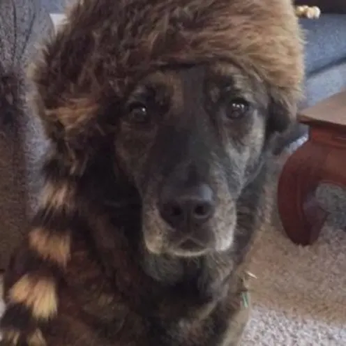 Penny Lane Young Penny Lane Young