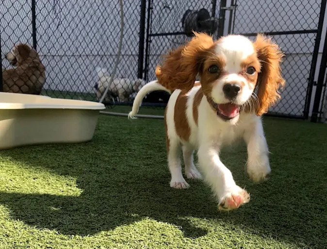 Puppy running Puppy running