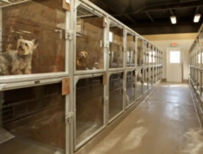 Dog boarding mini suite Dog boarding mini suite