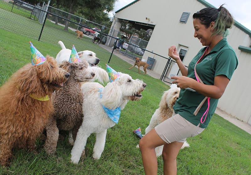 Dogs in birthday hats with a staff member