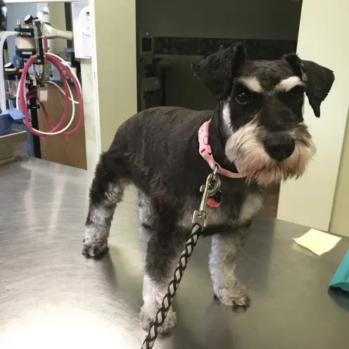 Black and white dog in exam room at Three Islands Veterinary Services