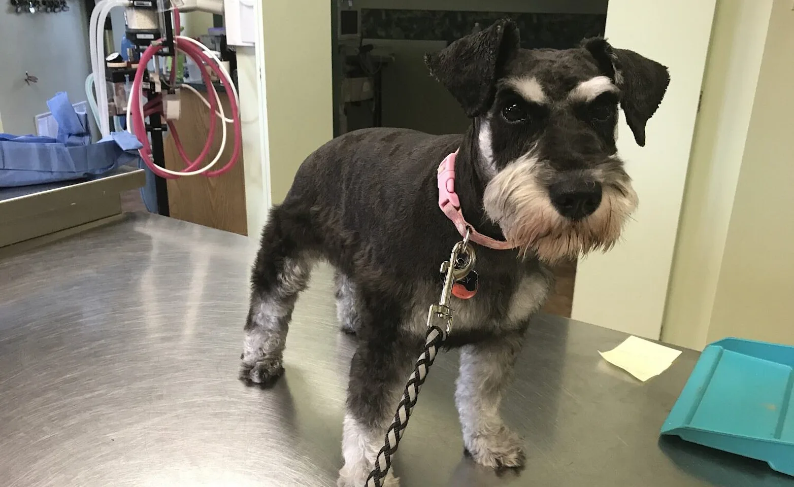 Black and white dog in exam room at Three Islands Veterinary Services