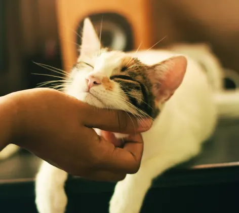 Cat laying on a table getting its chin scratched by owner 