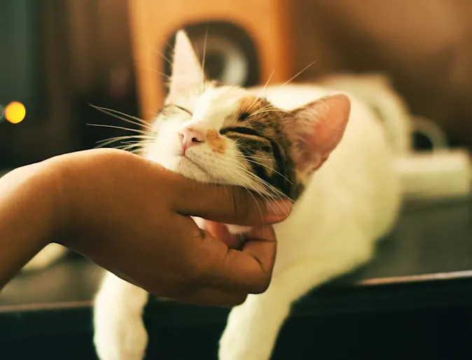 Cat laying on a table getting its chin scratched by owner Cat laying on a table getting its chin scratched by owner