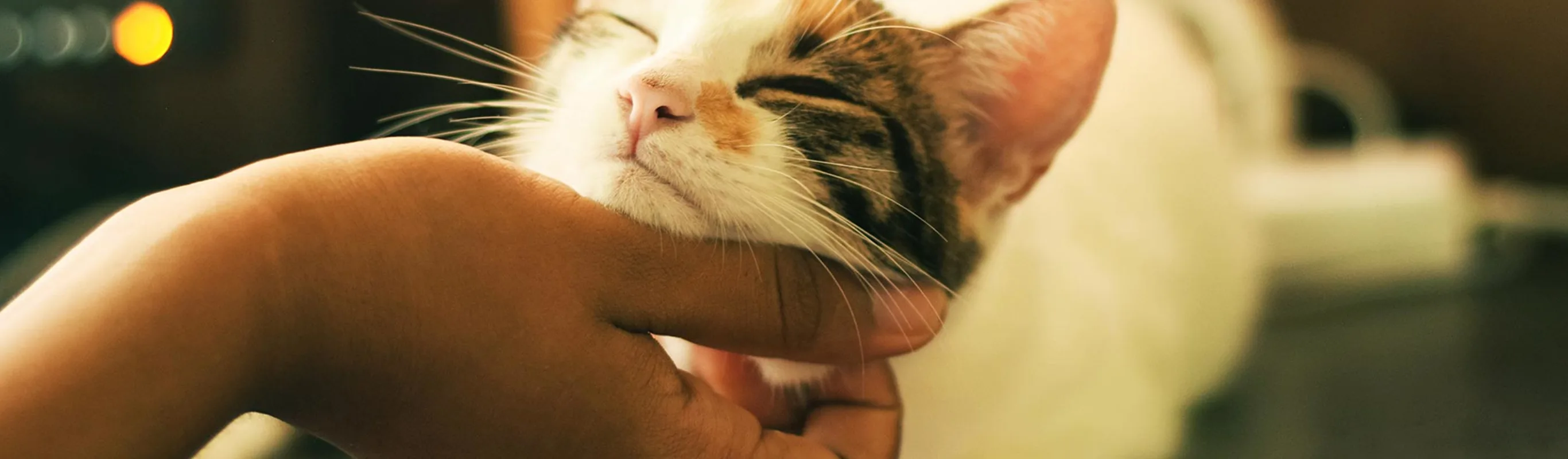 Cat laying on a table getting its chin scratched by owner Cat laying on a table getting its chin scratched by owner