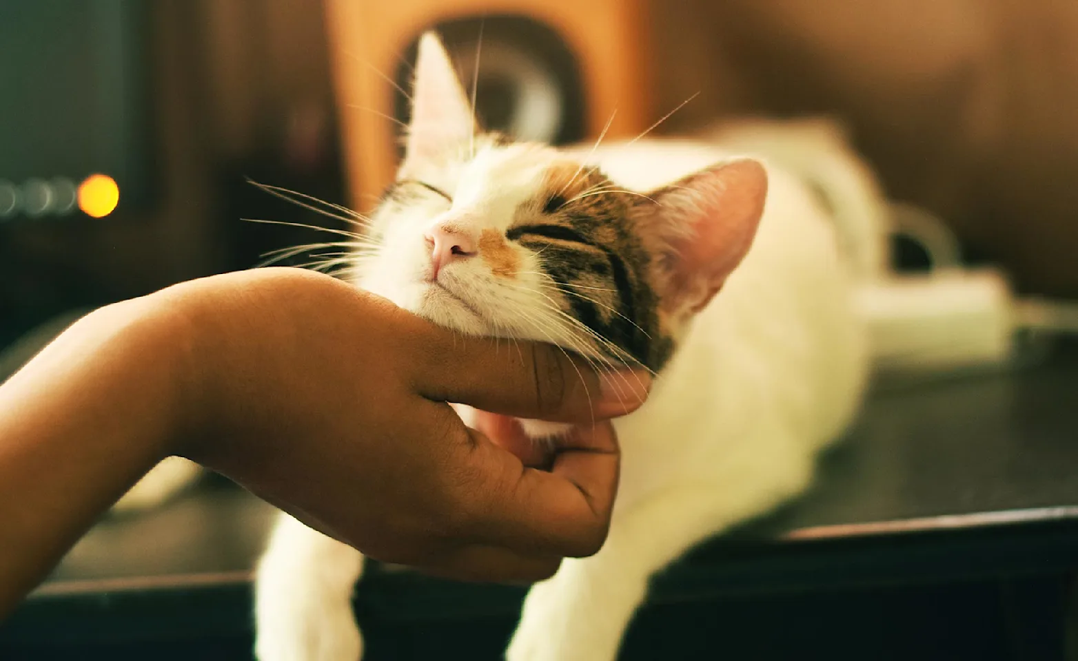 Cat laying on a table getting its chin scratched by owner 