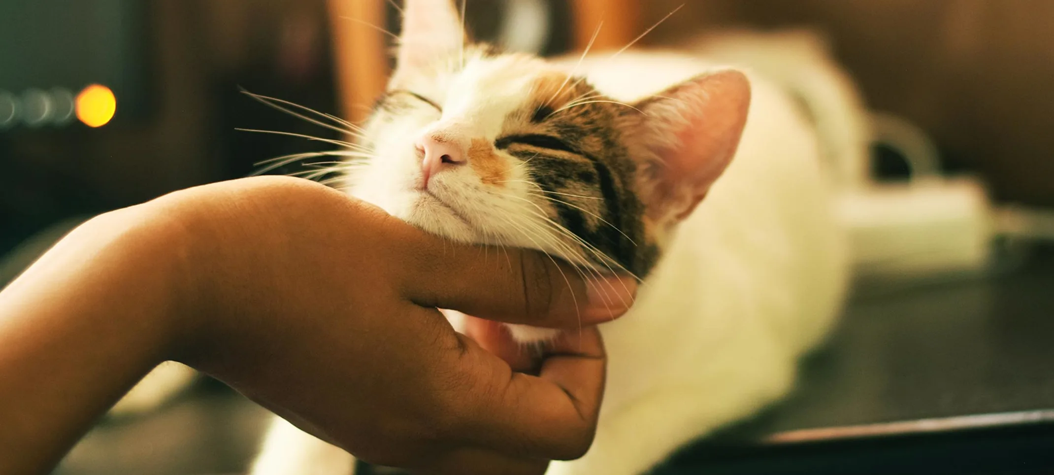 Cat laying on a table getting its chin scratched by owner 