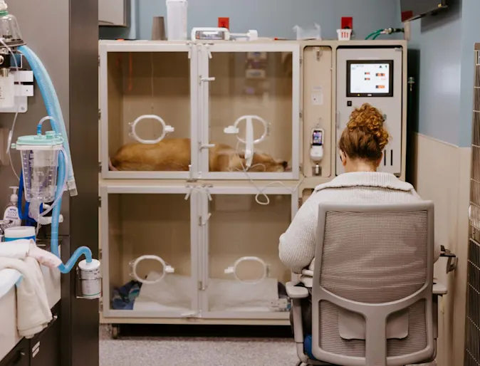 Staff surveying animals in the backroom. Staff surveying animals in the backroom.