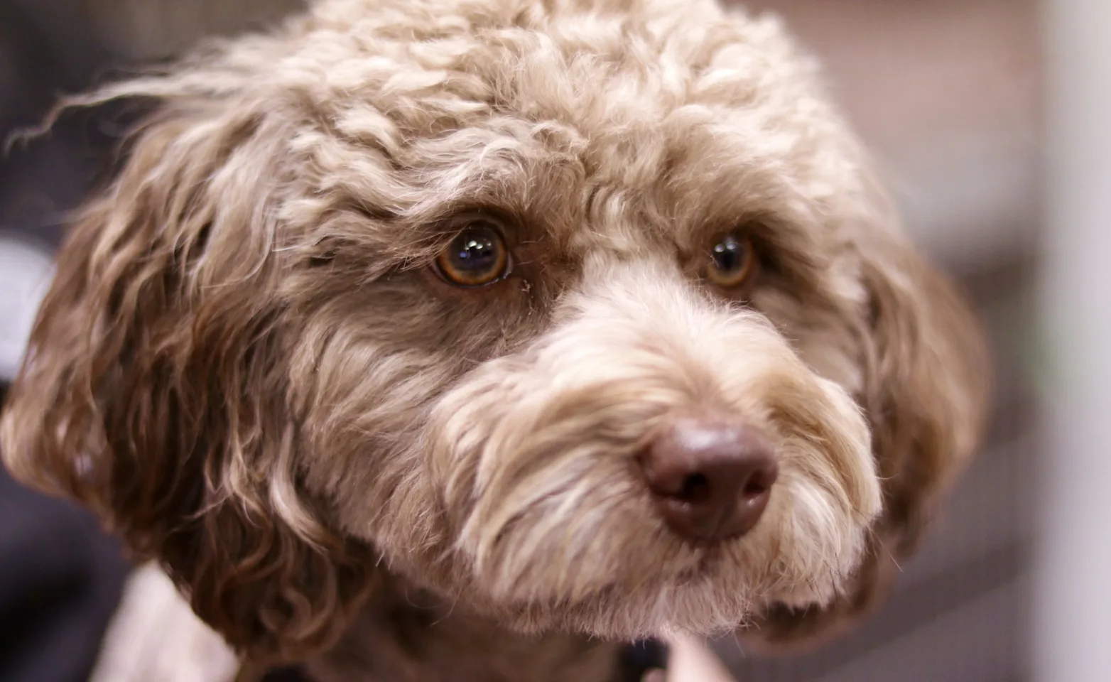 Fluffy dog looking to the right. Fluffy dog looking to the right.