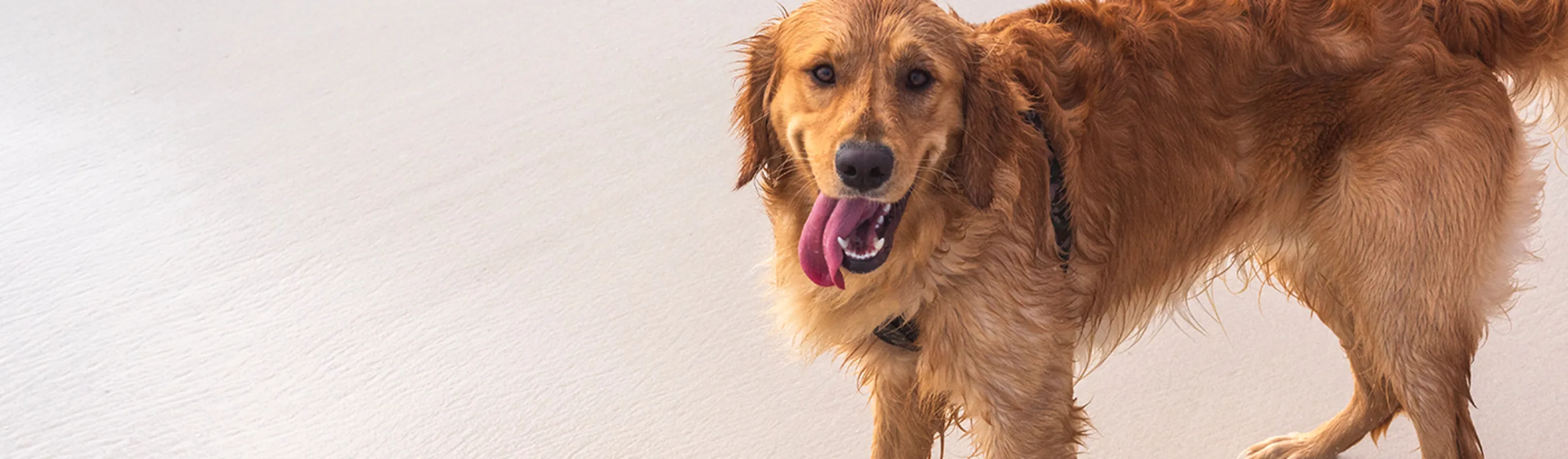 A golden retriever standing on a beach